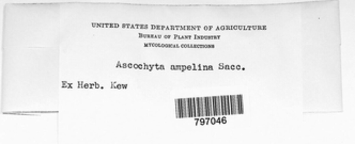 Ascochyta ampelina image